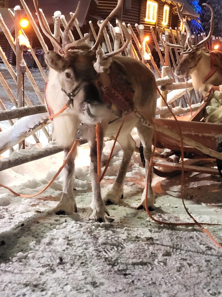 Reindeer Ride at Santa Claus Village